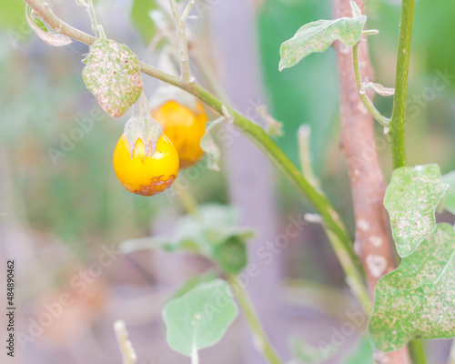 Wooden stick trellis holding two overripe Thai eggplants turns to yellow for seeds saving at heirloom garden near Dallas, Texas, USA photo