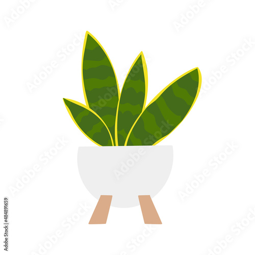 Snake plant houseplant in flowerpot. Flat hand drawn foliage sansevieria for modern office or home decor illustration. Cute green flower for urban jungle garden.