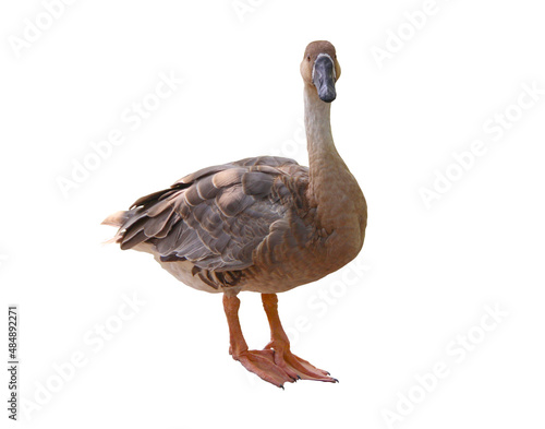 Domestic goose on a white background.