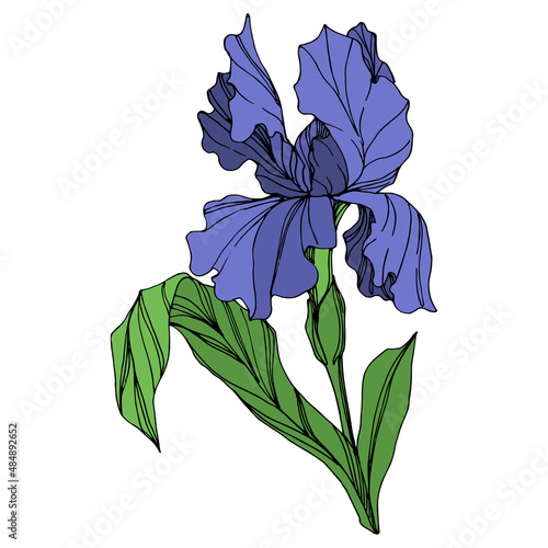 Vector Blue iris floral botanical flower. Engraved ink art. Isolated iris illustration element on white background.