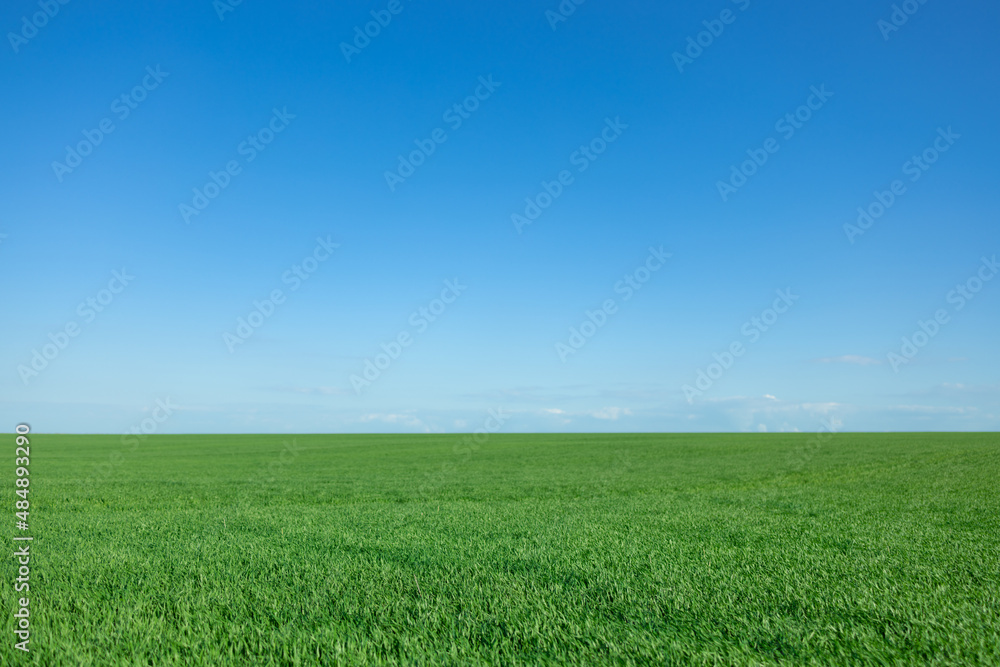Green spring field against blue sky background