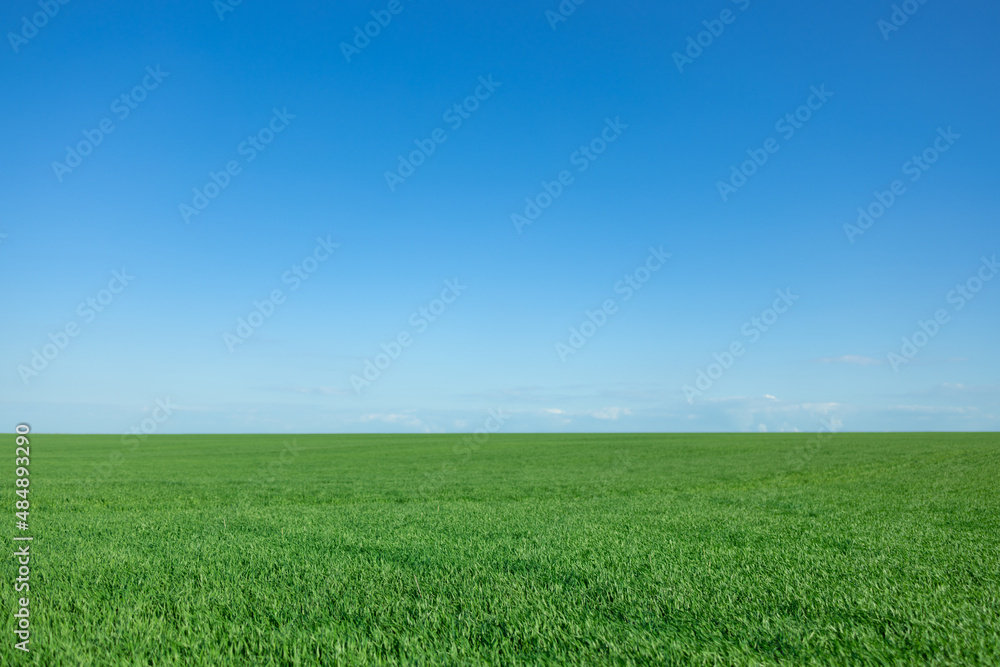 Green spring field against blue sky background Green spring field against blue sky background