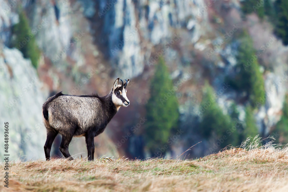 Chamois wild goat in the mountains of Vosges France in a field with cliffs and rocks scenery in the background Chamois wild goat in the mountains of Vosges France in a field with cliffs and rocks scenery in the background