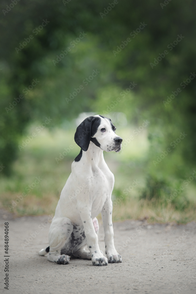 Black white spotted cute english pointer puppy dog sitting on the grey path looking sideways on the background green trees in the park in summer day Black white spotted cute english pointer puppy dog sitting on the grey path looking sideways on the background green trees in the park in summer day