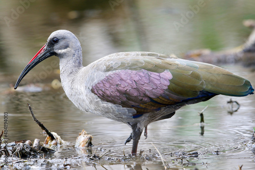 Hadeda Ibis, South Africa photo