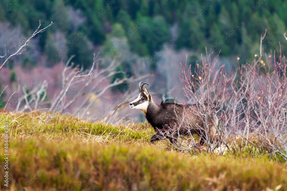 Chamois wild goat in the mountains of Vosges France in a blueberry and heather field peaking through tree branches Chamois wild goat in the mountains of Vosges France in a blueberry and heather field peaking through tree branches