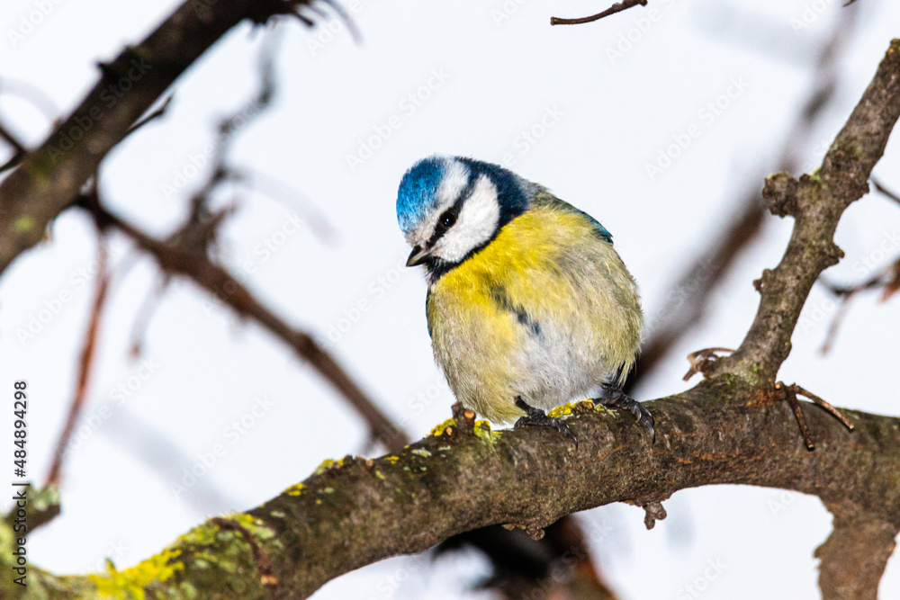 Eurasian Blue Tit perched on a tree branch