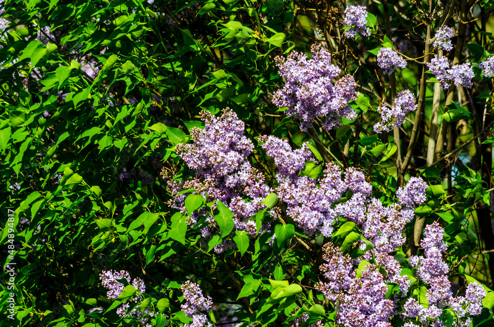 purple lilac bush blooming in summer on a sunny day purple lilac bush blooming in summer on a sunny day