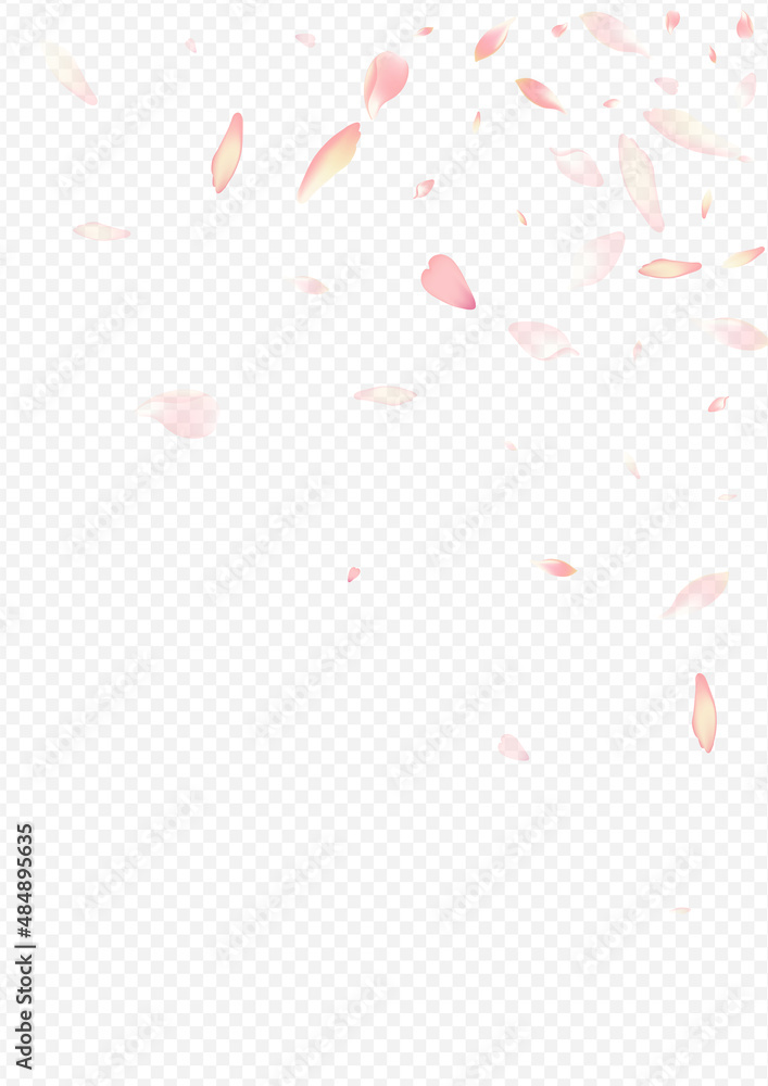 Color Floral Vector Transparent Background. Rose