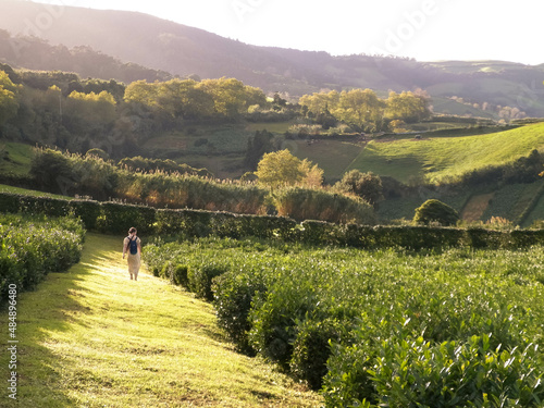 Landscape of green tea plantation. Azores Islands. photo