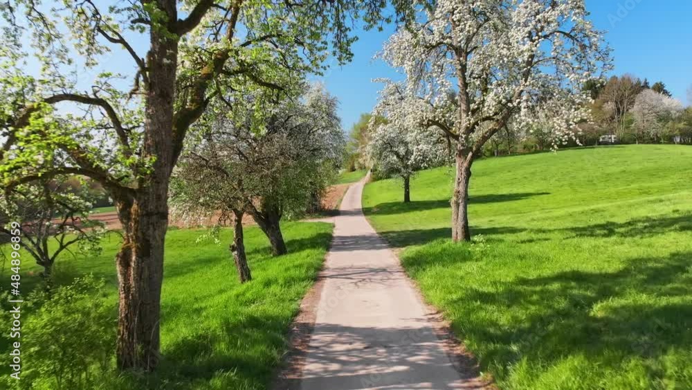 Moving under blossoming trees in spring
Moving under blossoming trees in spring