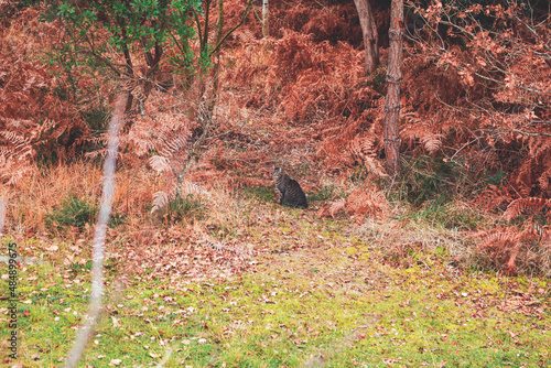 tabby cat in the forest in autumn 