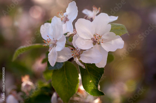 Spring, blooming apple blossoms.Flowers.