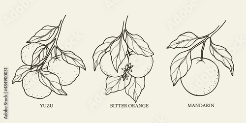 Hand drawn citrus fruits collection