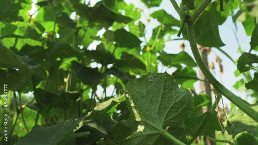 Close-up of a hand directly harvesting cucumbers from the plant Close-up of a hand directly harvesting cucumbers from the plant