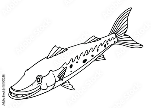 Line art illustration of Barracuda or Northern pike. Blank uncolored fish image on white background for children and kids coloring book or pages. For biology lessons and other educational material.