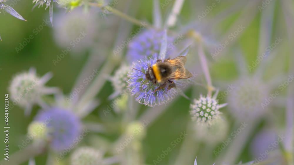 Bumblebee picking nectar from the flowers in 4k slow motion 60fps