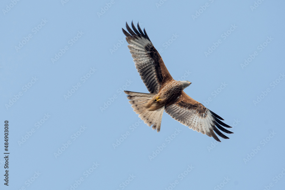 Fototapeta premium Nibbio reale