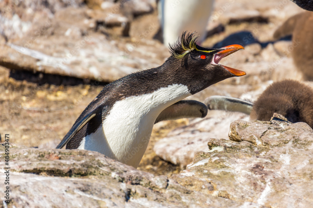 Fototapeta premium rock hopper adult penguin on the cliffs in Falkland Islands, South Atlantic 