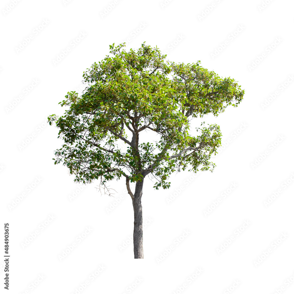 Obraz premium Tree isolated on white background.
