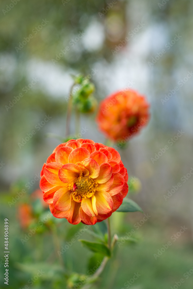Orange dahlias blooming in the summer garden Orange dahlias blooming in the summer garden