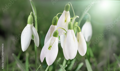 Snowdrop flowers In the forest in the wild in spring snowdrops bloom.