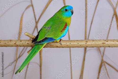 Ein Schönsittich Männchen (Neophema pulchella) in der Voliere, Rückenansicht.