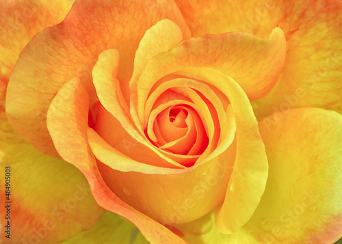 Yellow rose macro close up shot.Orange ROSE