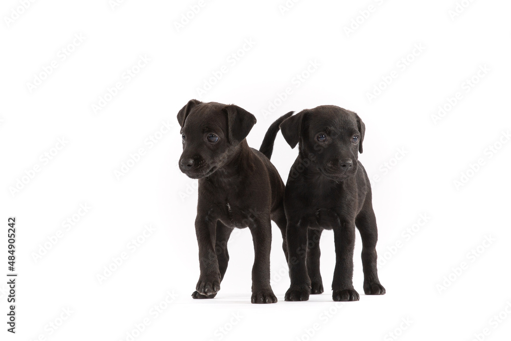 Two Patterdale terrier puppy on white Background