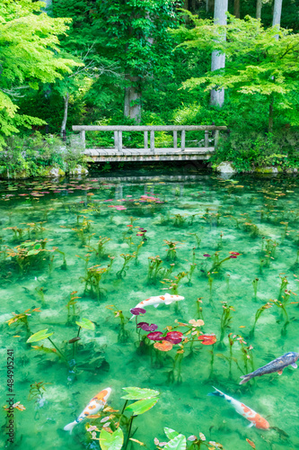 岐阜県関市根道神社の名もなき池　通称モネの池