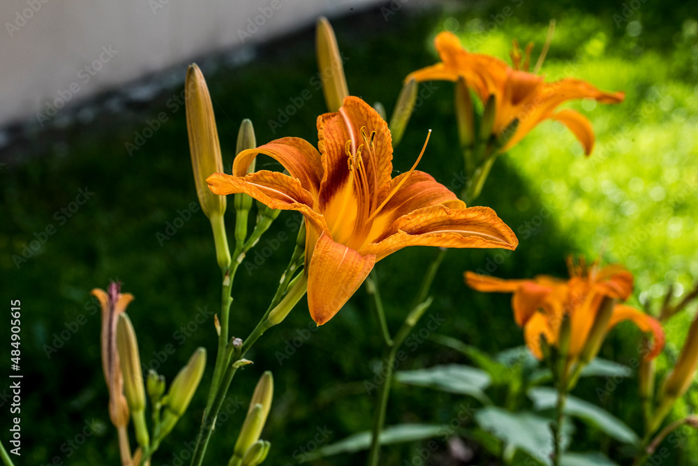 Obraz premium The orange lily 22