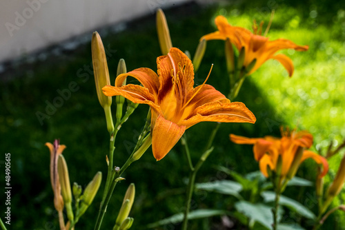 The orange lily 22