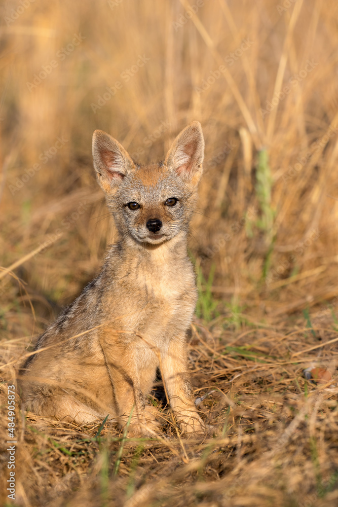 Black-backed Jackal pup, South Africa