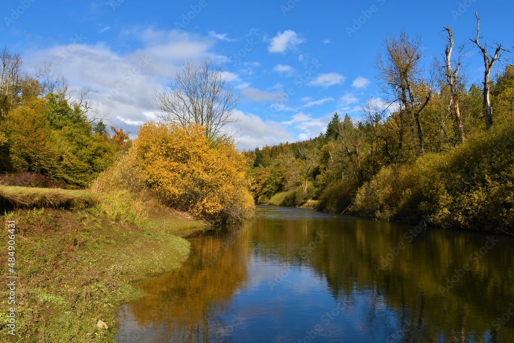 Rak river in Rakov Skocjan, Notranjska, Slovenia with a willow bush on the shore in gold autumn color