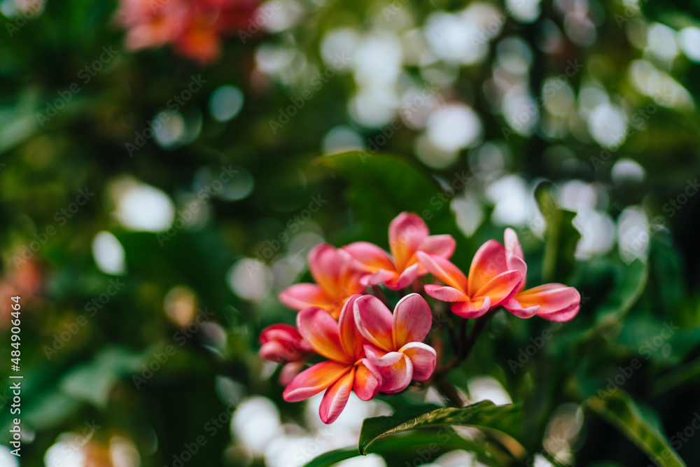 Fototapeta premium Beautiful tender branch on flowers tree in garden during summer time, essential cultivation of pink blossom for medical or aromatic perfumes, scent aromatherapy blooming at natural environment