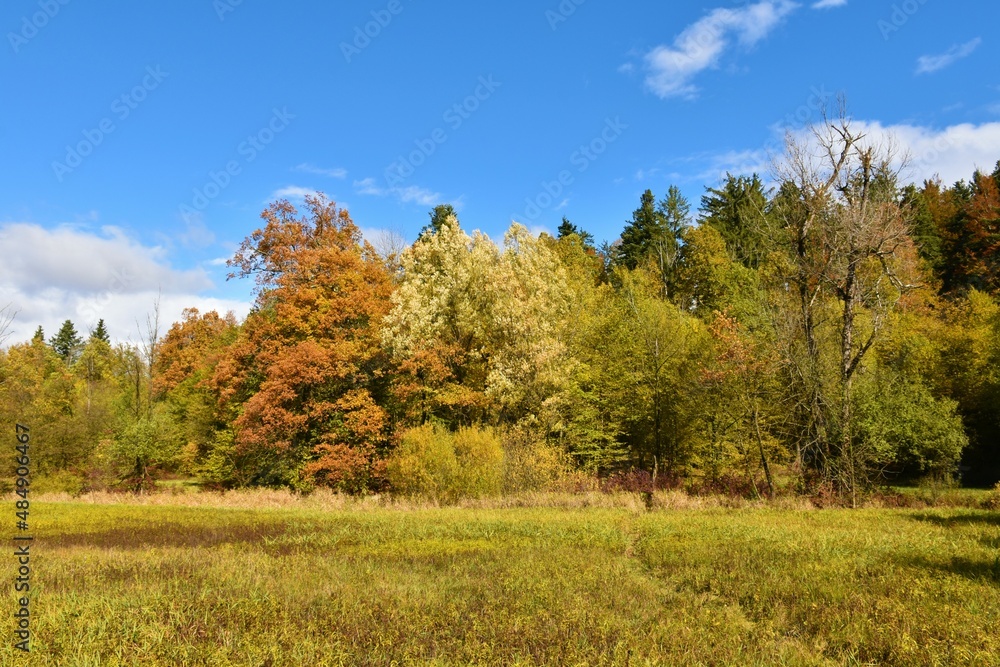 Meadow with a colorful autumn forest at Rakov Skocjan, Notranjska, Slovenia