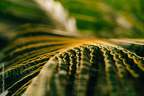Close-up of striped green palm leaf during daytime in countryside farmland, macro selective focus on leaves greenish background as textured pattern in tropical garden or forest in Thailand