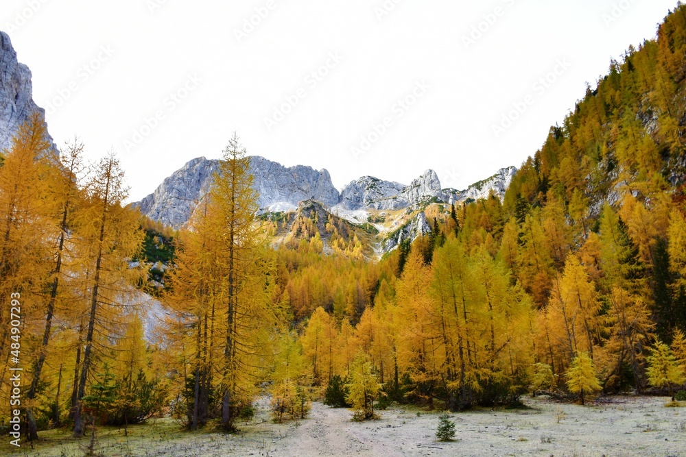 View of mountains above Krma valley in Julian alps, Slovenia with the landscape covered in golden larch (Larix decidua) forest View of mountains above Krma valley in Julian alps, Slovenia with the landscape covered in golden larch (Larix decidua) forest