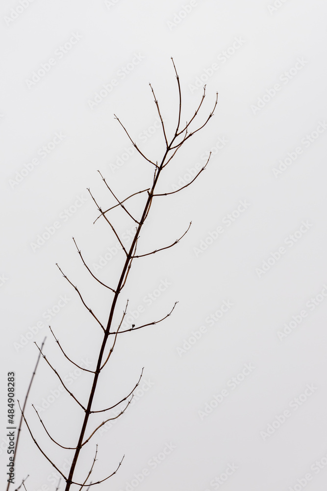 Vertical photo of winter leafless branch of a tree at grey white background. One isolated tree branch with broken piece. Detail of the winter bush with no leaves. Vertical photo of winter leafless branch of a tree at grey white background. One isolated tree branch with broken piece. Detail of the winter bush with no leaves.