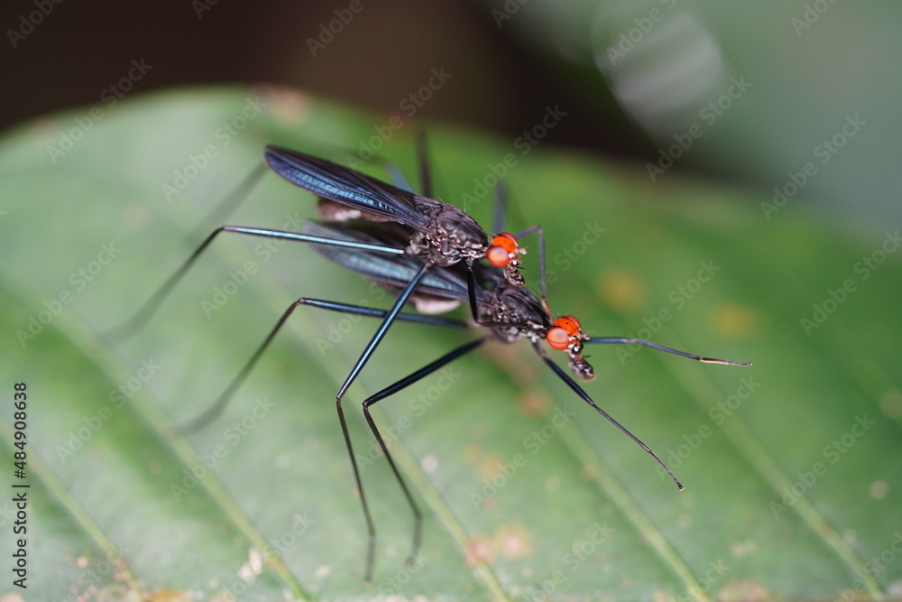 Stilt legged flies (Micropezidae family, genus Scipopus), pair mating