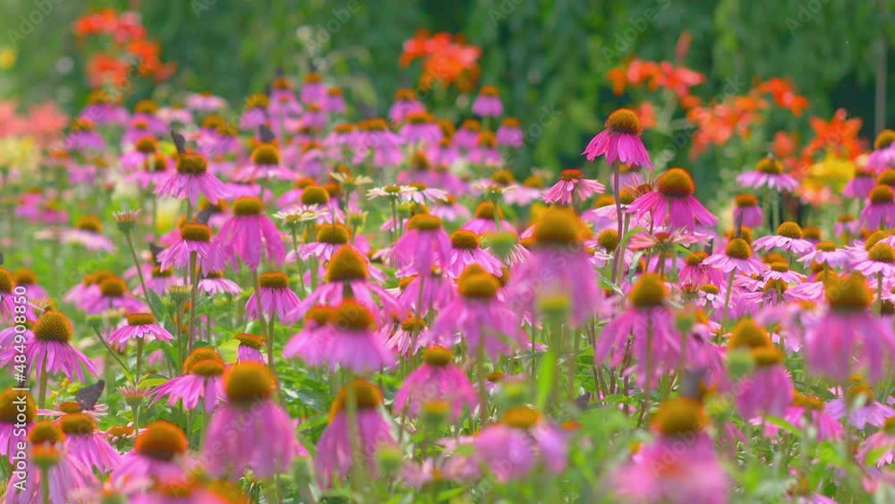 Many butterflies are flying in the meadow full of flowers in 4k slow motion 60fps Many butterflies are flying in the meadow full of flowers in 4k slow motion 60fps