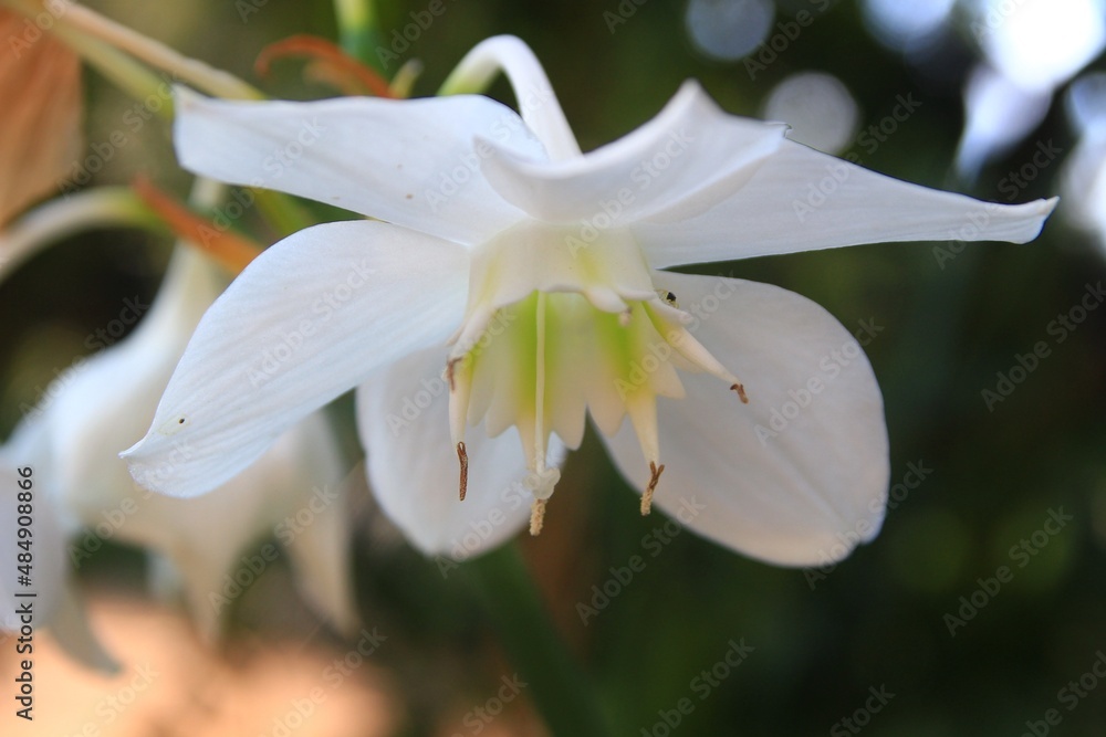 lily of the valley