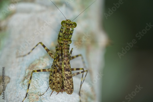 Pair of Liturgusa sp (liturgusidae) praying mantis (Liturgusidae) camouflaging, Amazon rainforest near Manaus, Brazil.