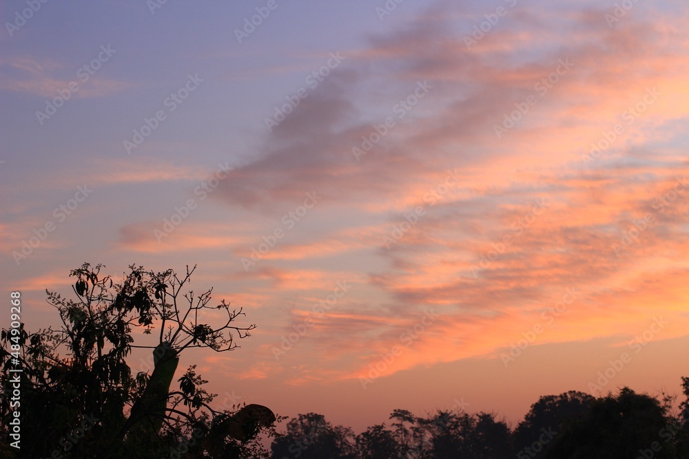 Obraz premium sunset in the forest