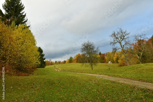 Green meadow with the forest on the edge in autumn colors