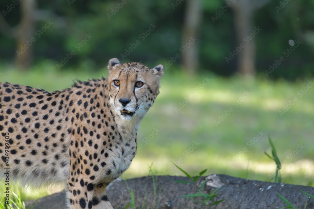 Fototapeta premium 多摩動物公園のチーター
