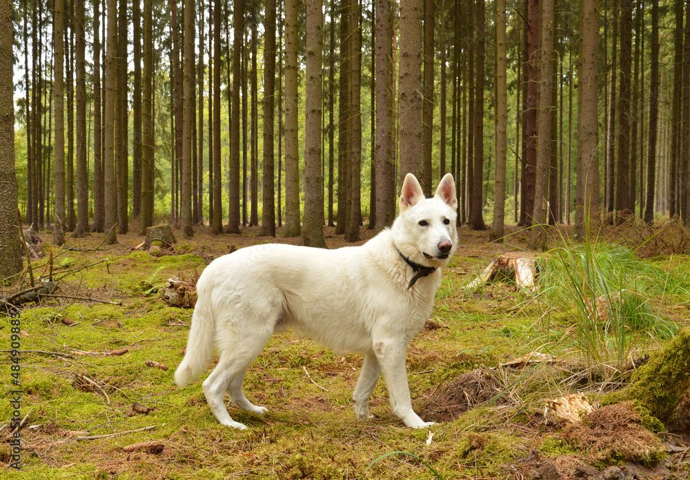 White swiss shepherd in the forest, dog is standing