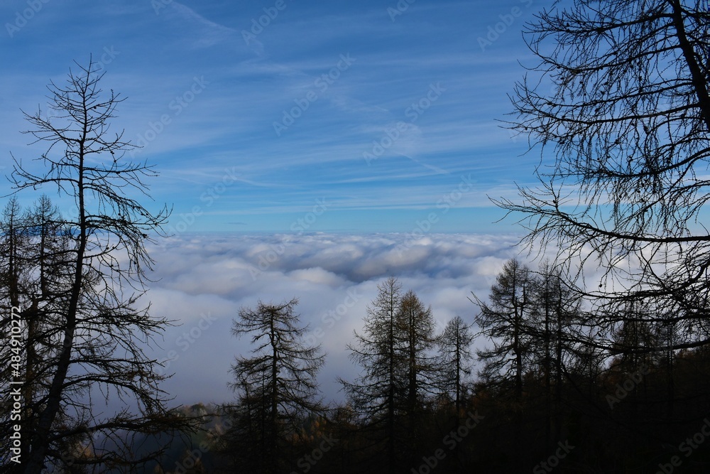 Low level stratus clouds covering the landscape and trees in front Low level stratus clouds covering the landscape and trees in front