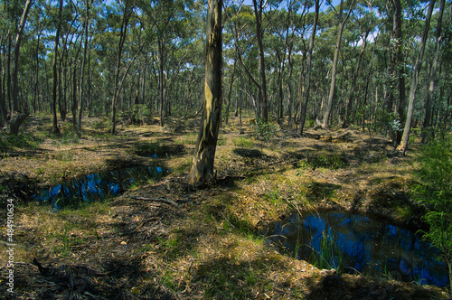 Quadro su tela Deep, water-filled shafts dug by prospectors during the gold rush of the 19th ce