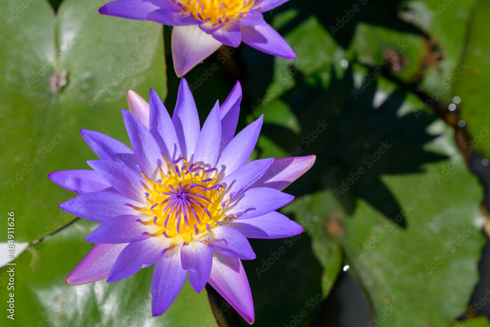 top view photo of beautiful lotus flower lotus flower in the pond green lotus leaf background top view photo of beautiful lotus flower lotus flower in the pond green lotus leaf background